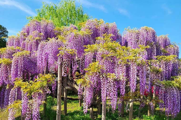 あしかがフラワーパーク