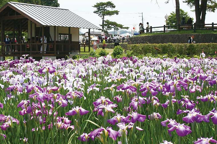 長井あやめ公園