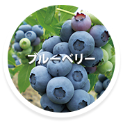 ブルーベリー狩り