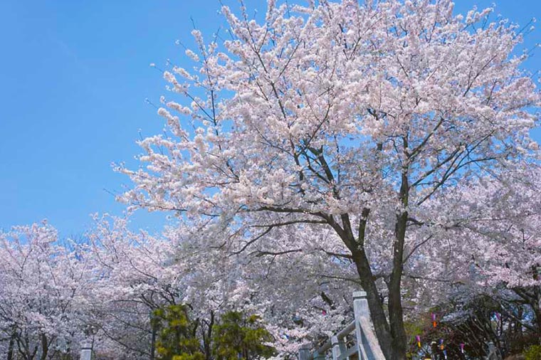 飛鳥山公園