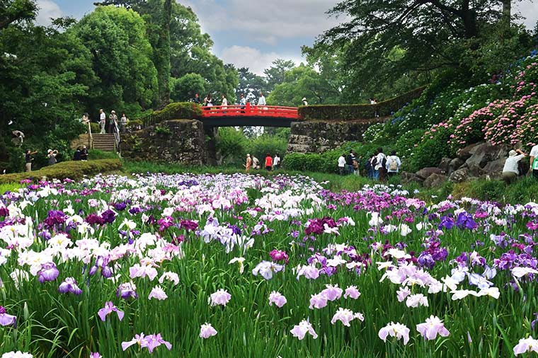 小田原城・花菖蒲