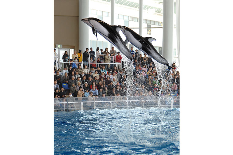 アクアワールド茨城県大洗水族館・イルカ