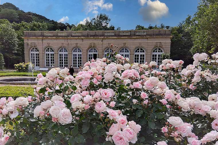 河津バガテル公園バラ