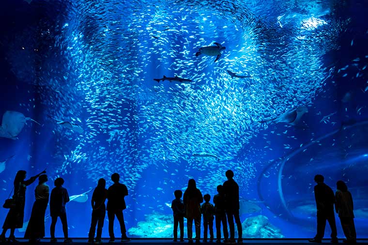 アクアワールド茨城県大洗水族館・大水槽イワシ