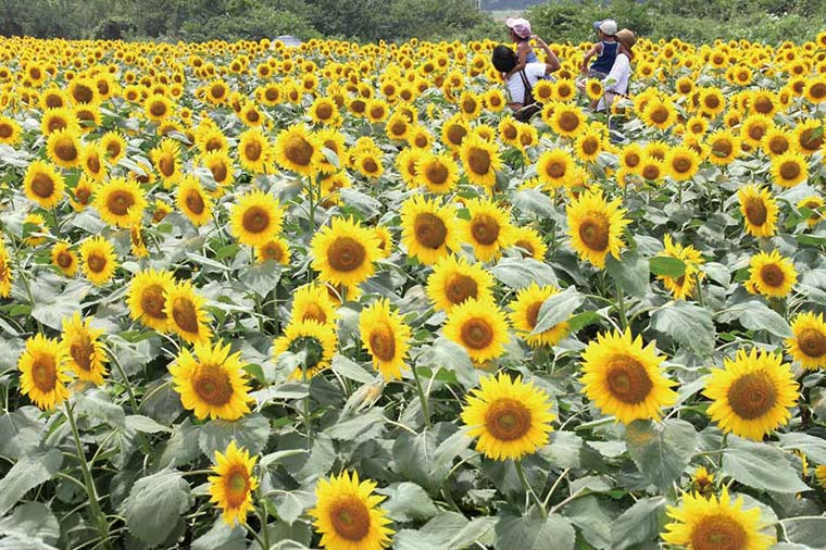 成田ゆめ牧場