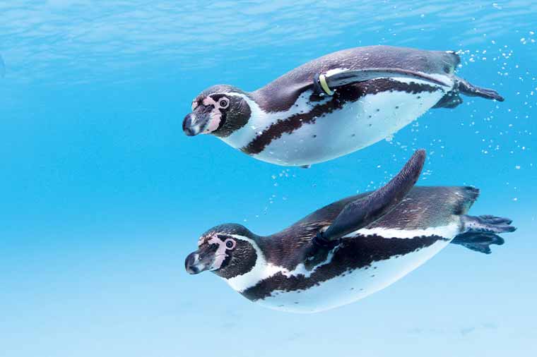 葛西臨海水族園・フンボルトペンギン