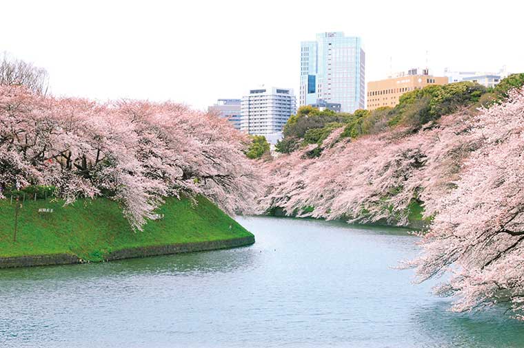 千鳥ヶ淵の桜