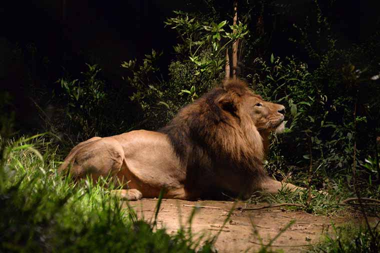 ズーラシア‐ナイトズーラシア‐ライオン‐よこはま動物園