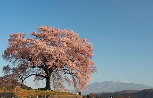 わに塚のサクラ