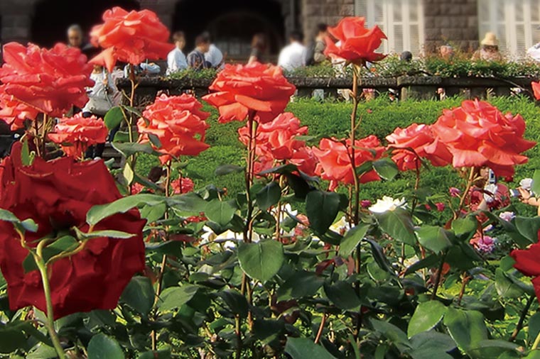 旧古河庭園・薔薇