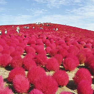 ひたち海浜公園・コキア