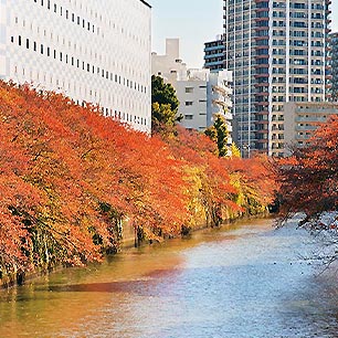 目黒川