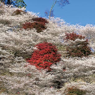 小原四季桜