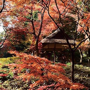 六義園紅葉