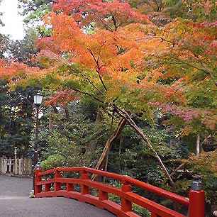 鶴岡八幡宮紅葉日帰り