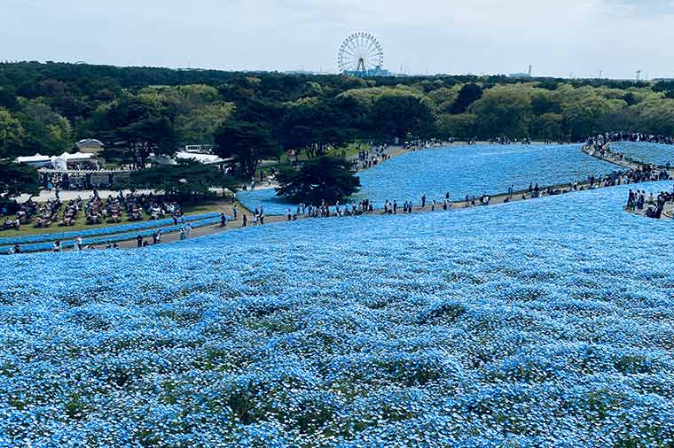 ひたち海浜公園