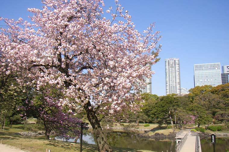 浜離宮恩賜公園