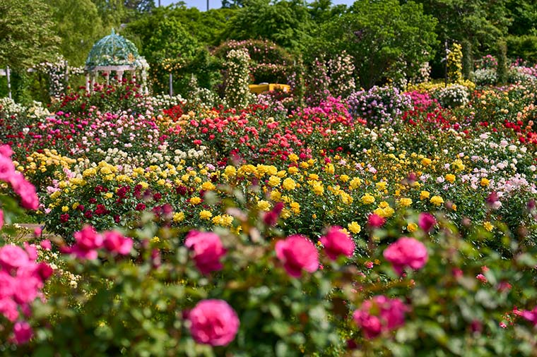 京成バラ園