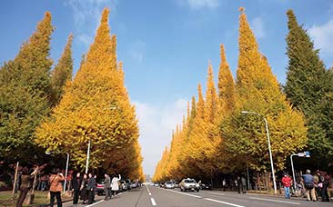 東京紅葉