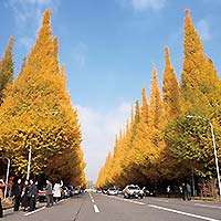 神宮外苑銀杏並木