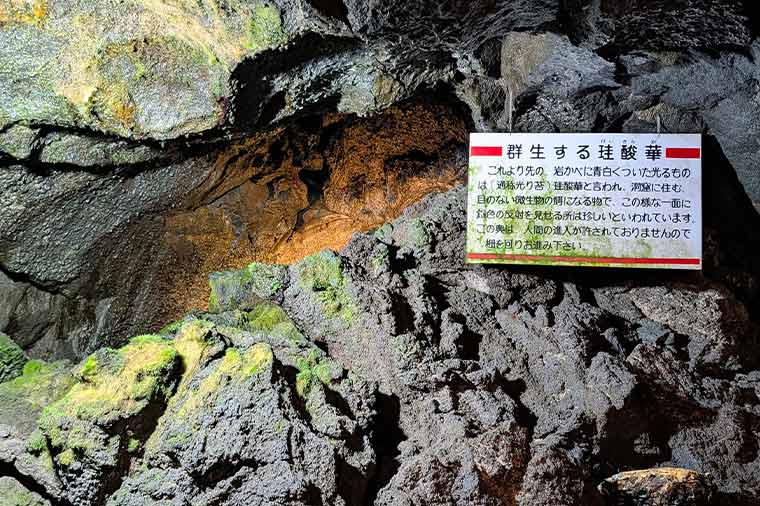 富岳風穴・ヒカリ苔