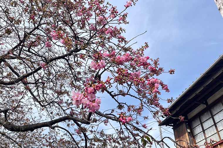 河津桜