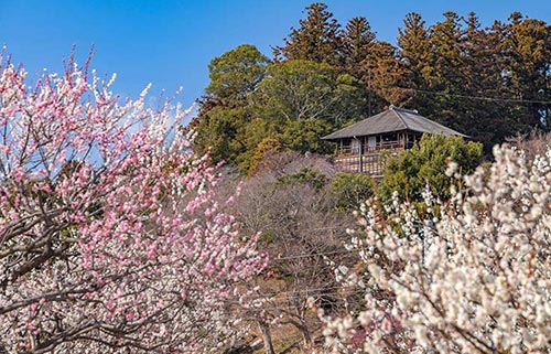 水戸偕楽園梅の花