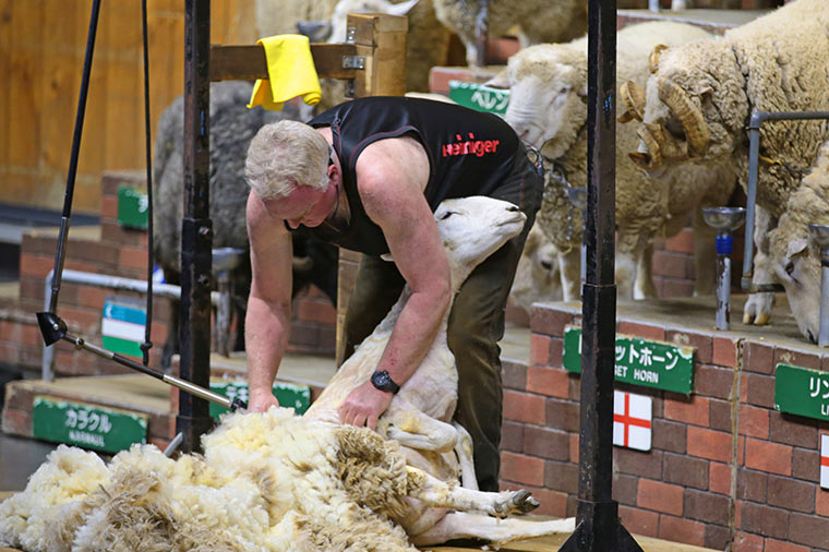 マザー牧場・シープショー