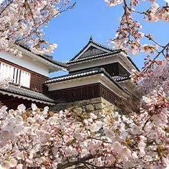 上田城跡公園・桜