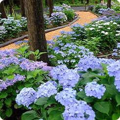 三島スカイウォーク紫陽花