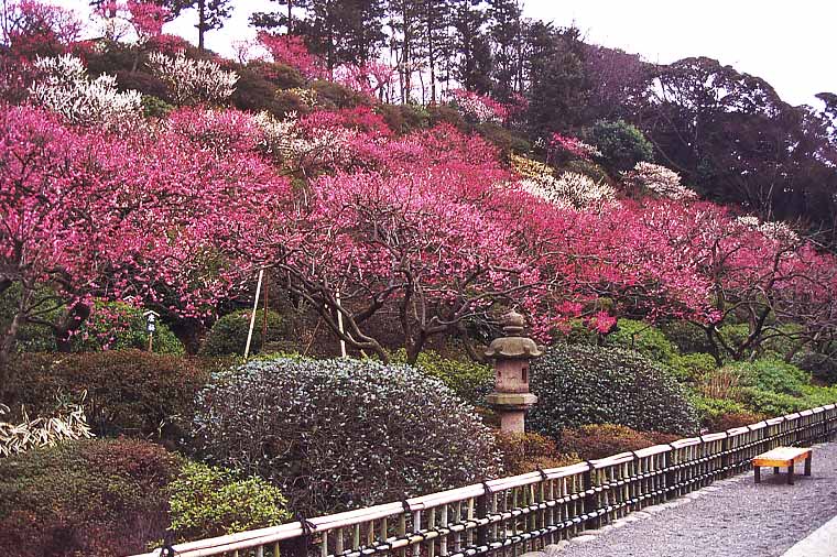 池上梅園