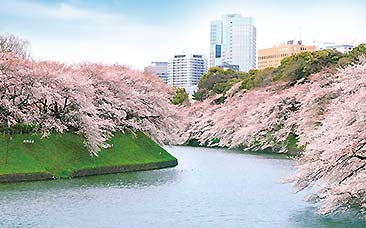 東京の桜