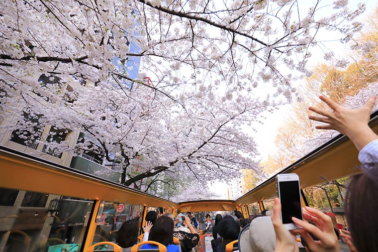 オープンバス・桜