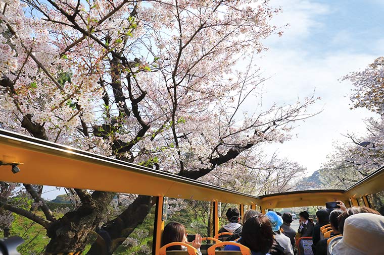 オープンバス・桜