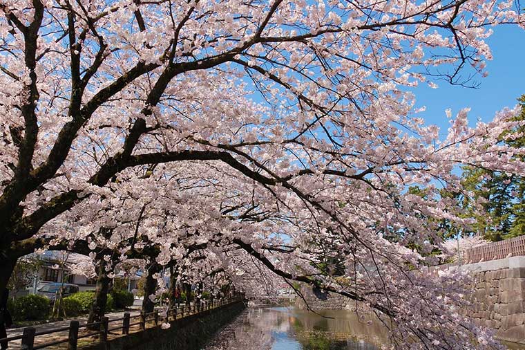 小田原城址公園の桜