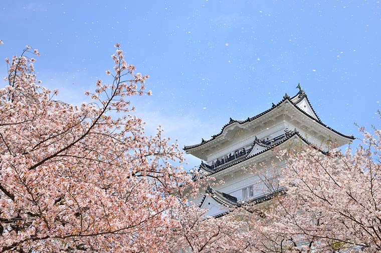 小田原城址公園の桜