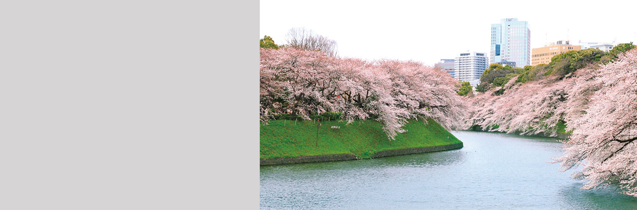 千鳥ヶ淵の桜