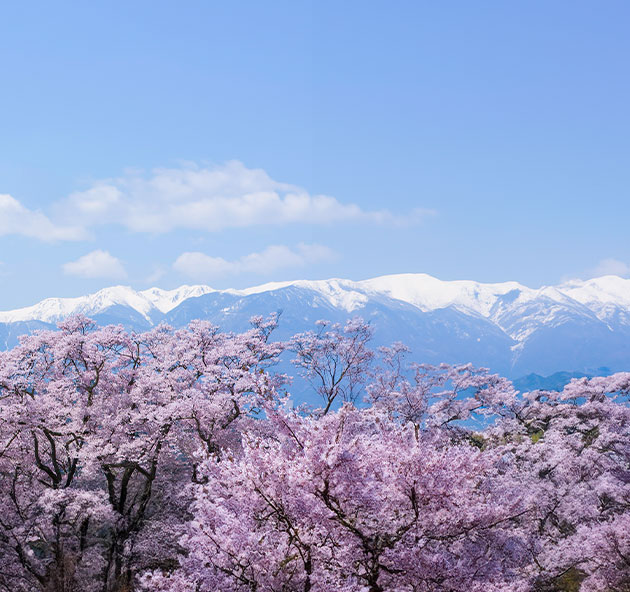 円山公園の桜