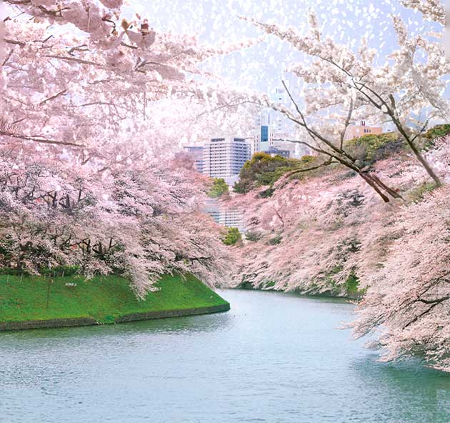 千鳥ヶ淵の桜2025