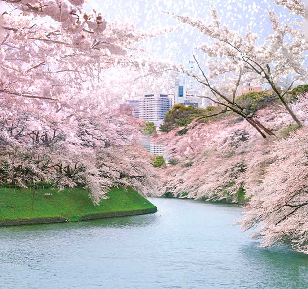 千鳥ヶ淵の桜