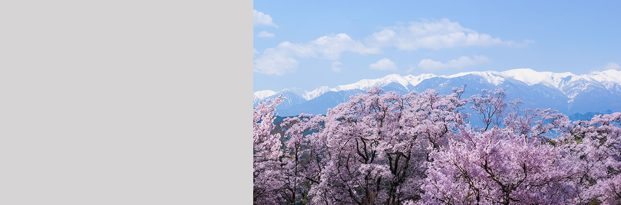 高遠城址公園の桜