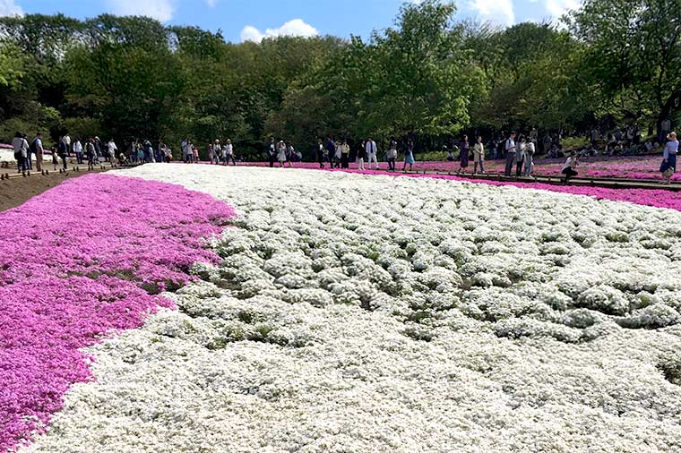 羊山公園・芝桜