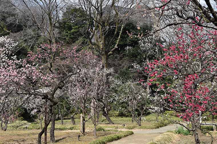 小石川後楽園