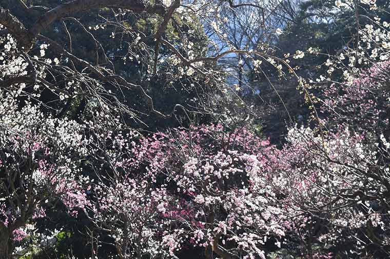 小石川後楽園