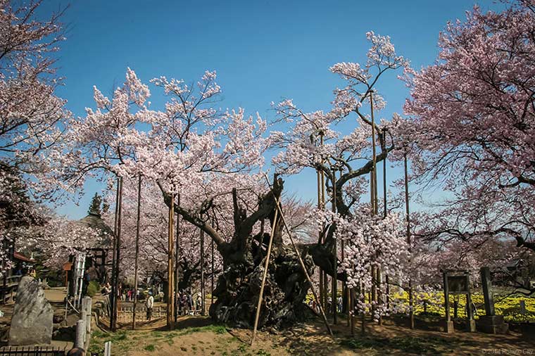 山高神代桜