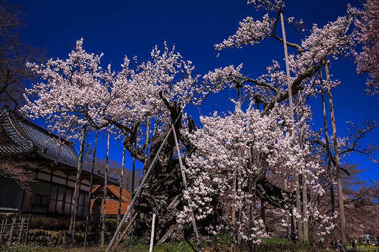 山高神代桜