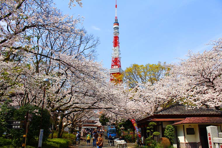 増上寺・境内の桜