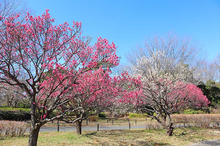 昭和記念公園