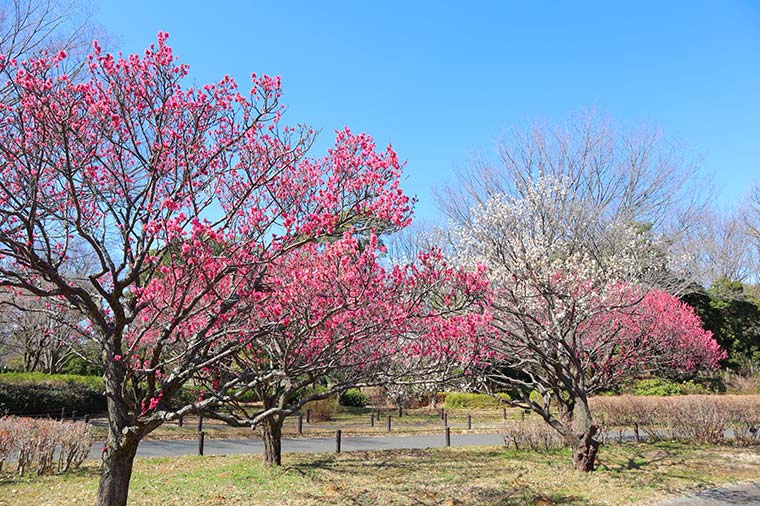 昭和記念公園