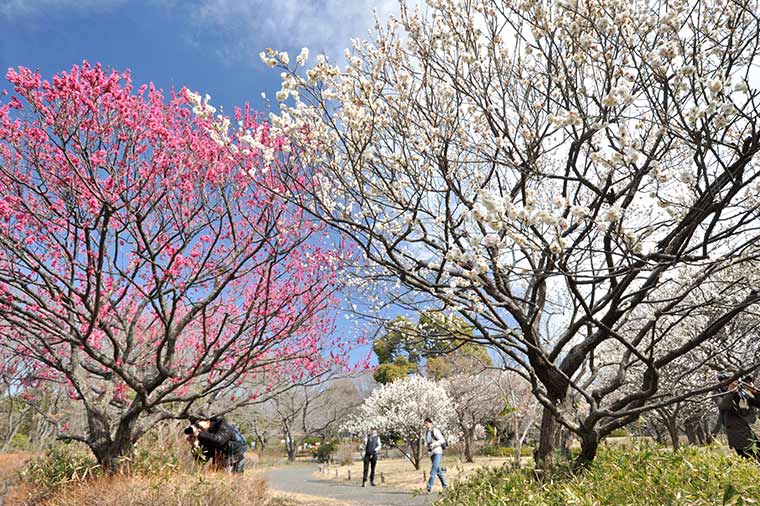 昭和記念公園